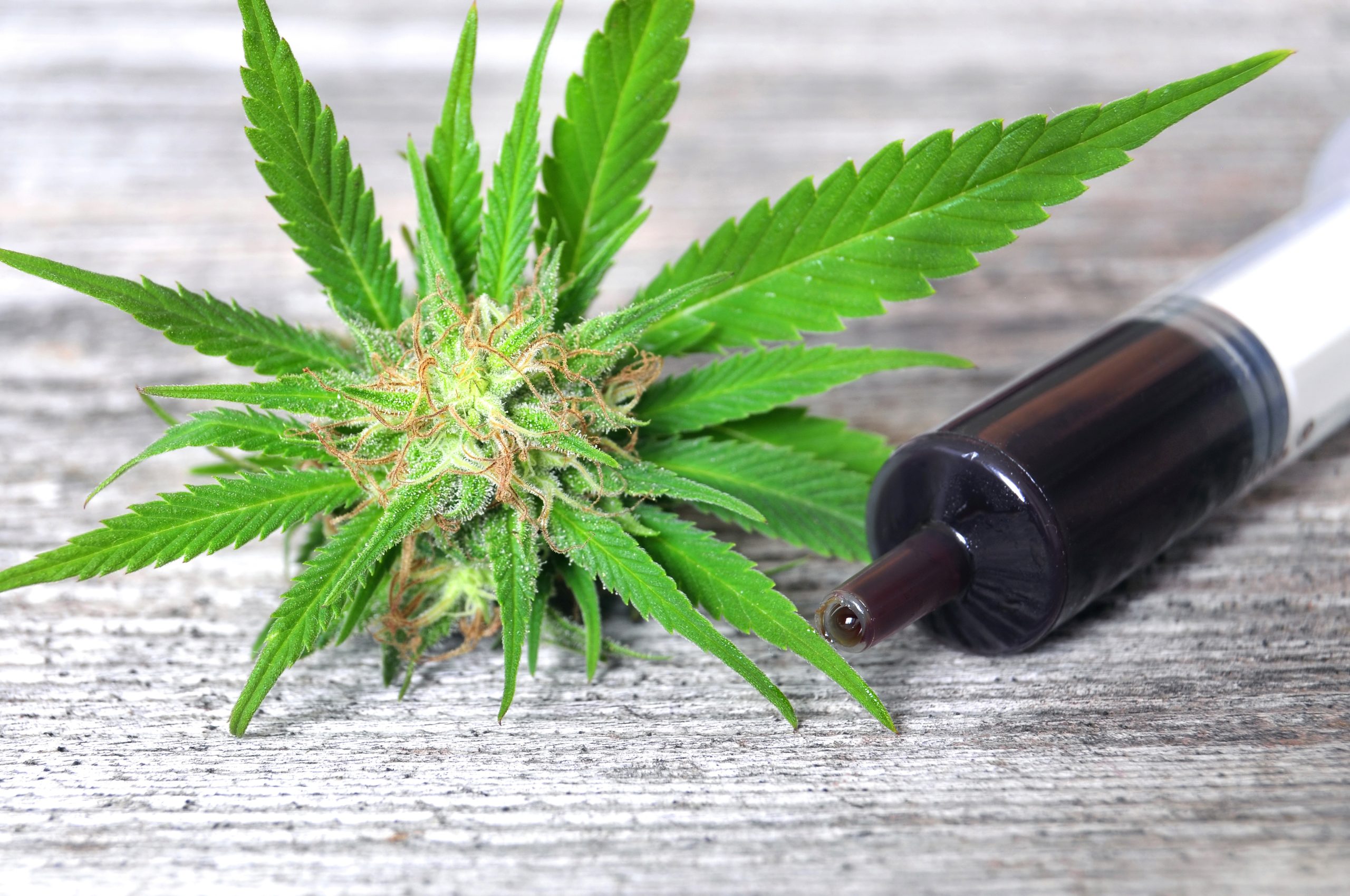 Medical cannabis oil